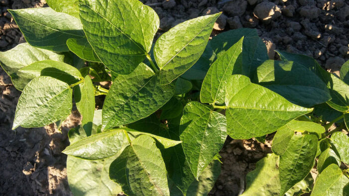 nowe odmiany warzyw, krajowy rejestr, coboru, papryka, marchew