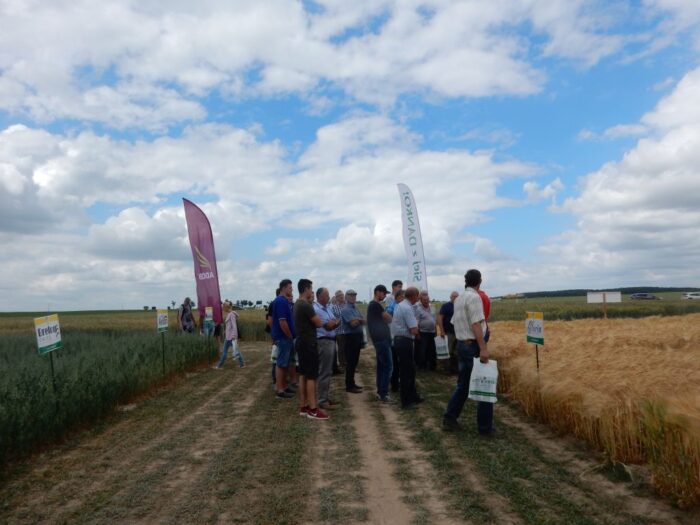 Dni Pola Innvigo, sobiejuchy, kujawy i pomorze, odmiany zbóż HR Danko, krzysztof golec, Andrzej Borychowski