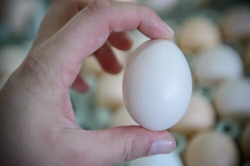 skażone jaja, afera z jajami, fipronil, kury, drób, import jaj, eksport jaj