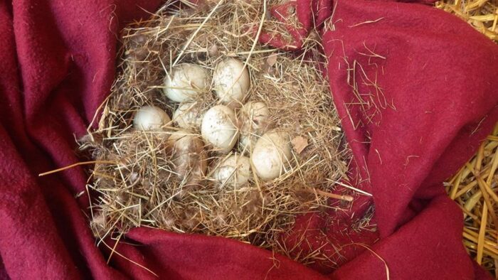 dzika kaczka, wysiadywanei jaj, nysa, opolszczyzna, Pogotowie Opiekuńczo-Adopcyjne Łapa