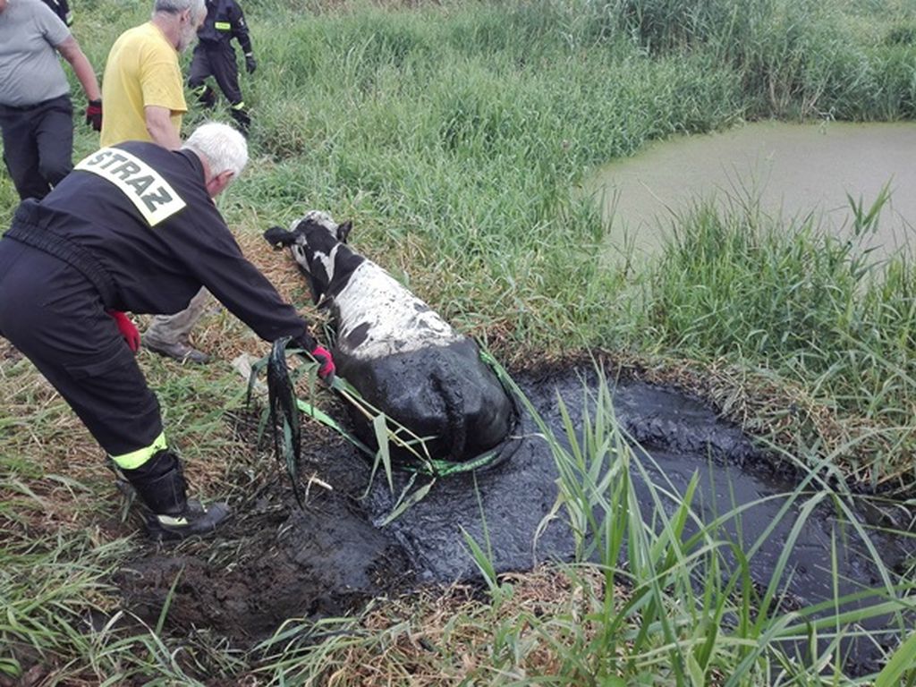 krowa, bydło, policja, straż pożarna, akcja ratunkowa, Zabrze, Międzyrzecz