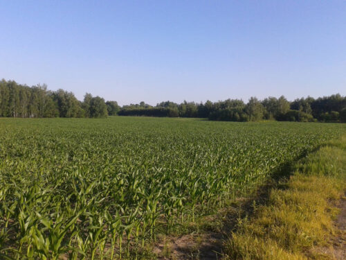 kukurydza, plantacja