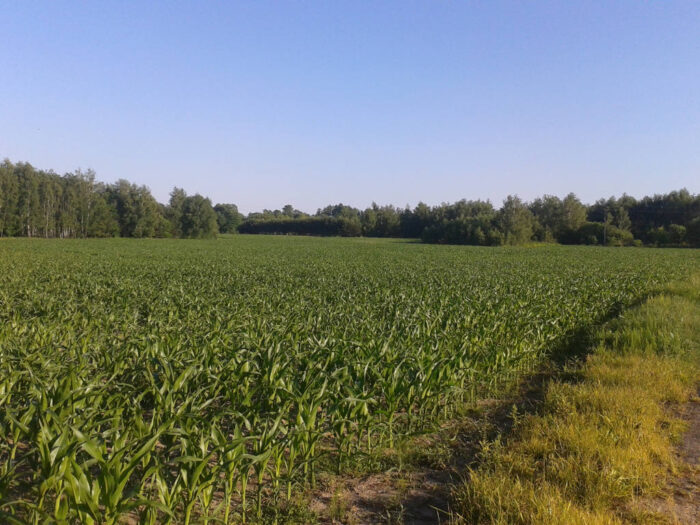 kukurydza, plantacja