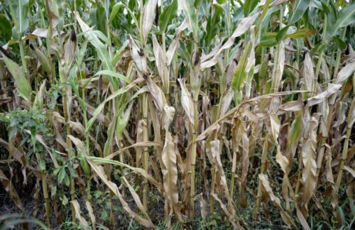 susza, zboża, straty w uprawach, MRiRW, susza 2018, podlaskie, komisje klęskowe