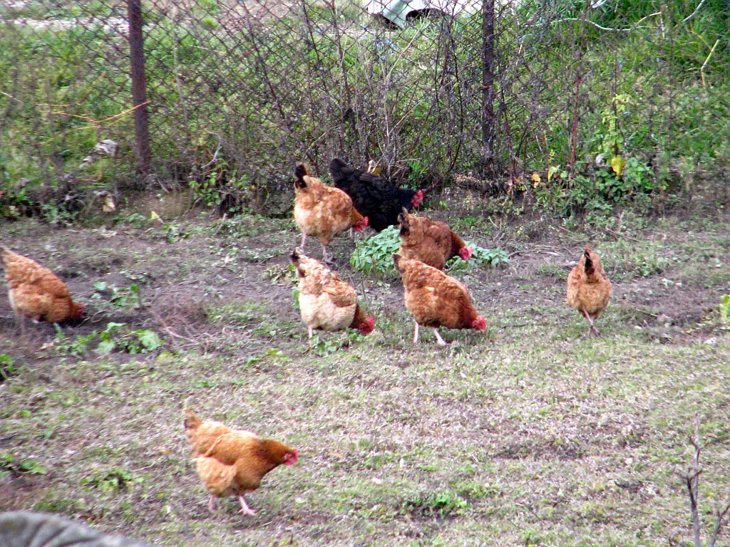 kury, drób, pisklęta ogólnoużytkowe, hodowla drobiu, ceny jaj, mariusz szymyślik