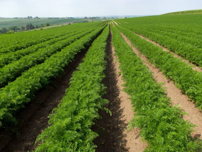 marchew, plantacja