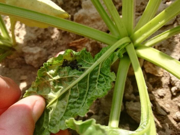 mszyce, burak cukrowy