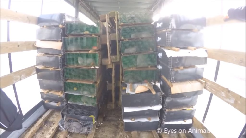 transport norek, norki, zwierzęta futerkowe, Paweł Rawicki, Stowarzyszenie Otwarte Klatki, Eyes on animals