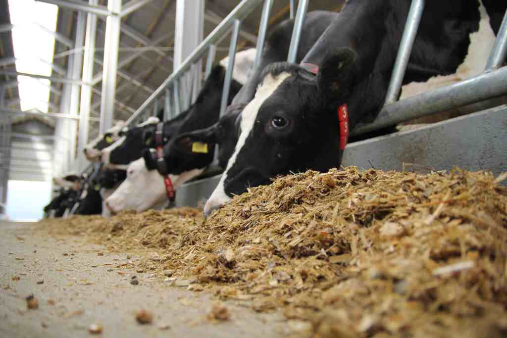 copa-cogeca, Federacja Branżowych Związków Producentów Rolnych, pasze ekologiczne i białkowe