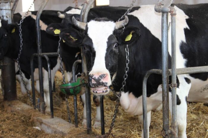 przestrzeganie przepisów, dobre planowanie przestrzenne, rolnictwo, problem z budową nowej obory