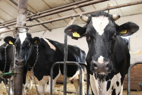 praca w rolnictwie, ustawa, prawo, pomocnik w gospodarstwie, bydło