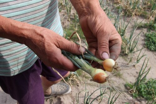 susza, zboża, straty w uprawach, MRiRW, susza 2018, Kukiz'15, straty