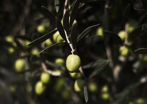 oliwka, owoc