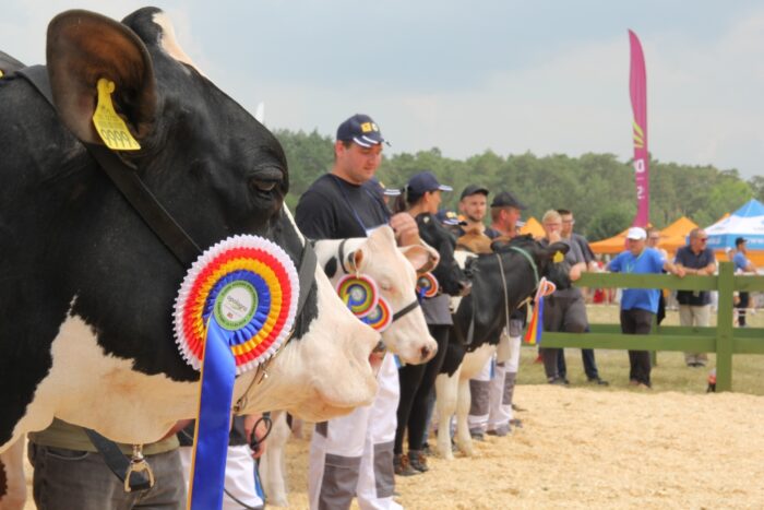 Śląska Wystawa Bydła Hodowlanego, bydło mleczne, jałówki, krowy