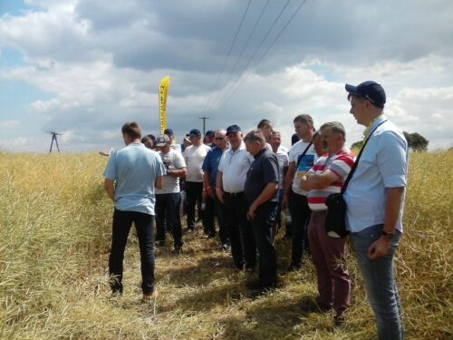 osadkowski, zielin, pomorze zachodnie, zielona pola lato