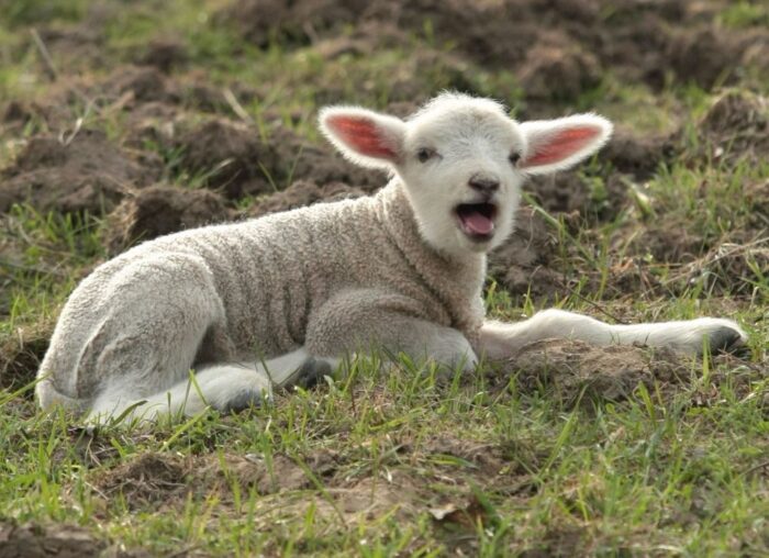 hodowla owiec i kóz, śląskie, owce, kozy, Owca plus, program owca plus