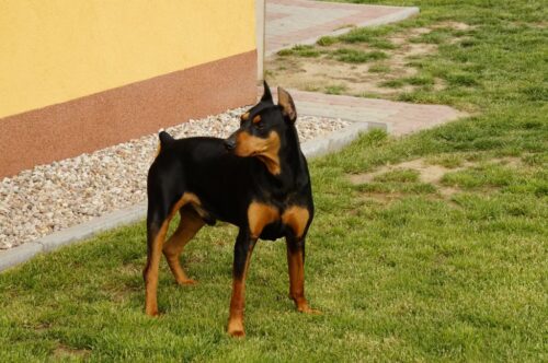 wirus grypy, ptasia grypa, asf, psia grypa, Adolfo Garcia-Sastre, mutowanie się wirusów, pandemia