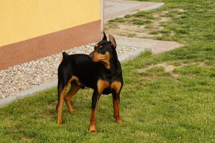 wirus grypy, ptasia grypa, asf, psia grypa, Adolfo Garcia-Sastre, mutowanie się wirusów, pandemia