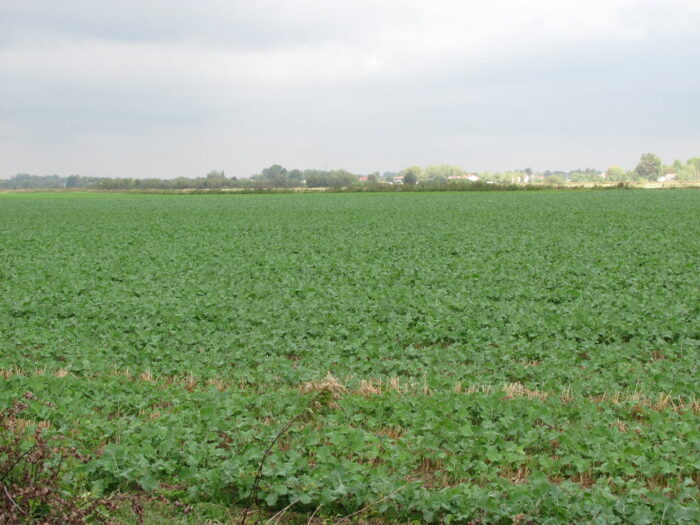 zwalczanie kiły kapusty, IGR PAN, rzepak ozimy, plasmodiophora brassicae, odmiany odporne na kiłę kapusty