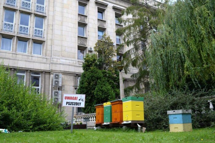 pszczoły, Warszawa, miód, owady, pszczoły w Warszawie, pszczoły na dachu hotelu