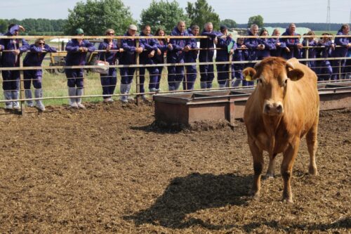 bydło mięsne, krowy mamki, cielęta, buhaje