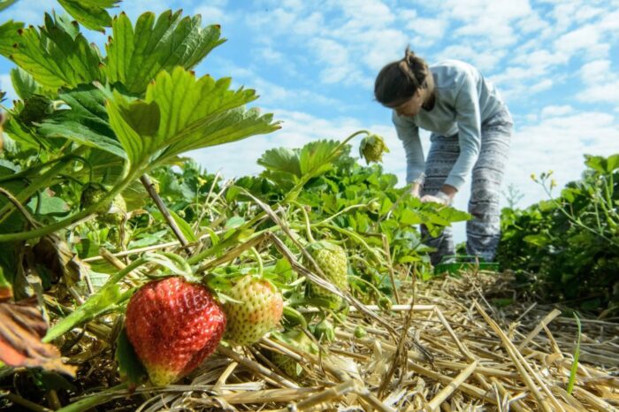 rolnictwo ekologiczne, żywność ekologiczna, nik, produkcja ekologiczna, Sylwester Strużyna, Bio Planet