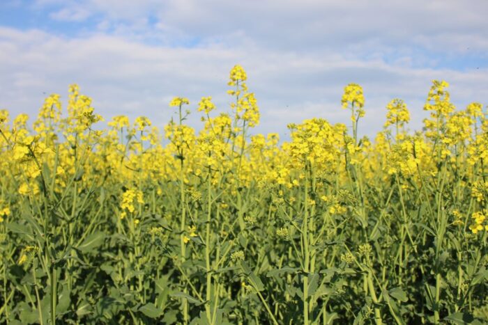 biopaliwa z surowców rolnych, Polska Izba Biopaliw, Zygmunt Gzyra, Mariusz Szeliga