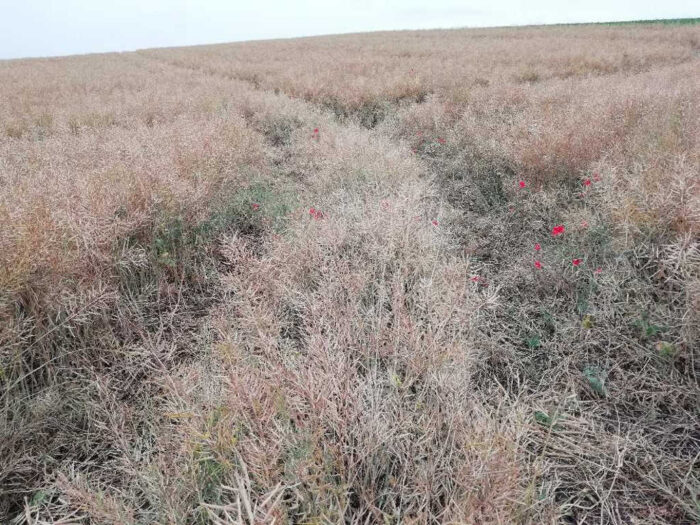 rzepak, łuszczyny, czerwiec