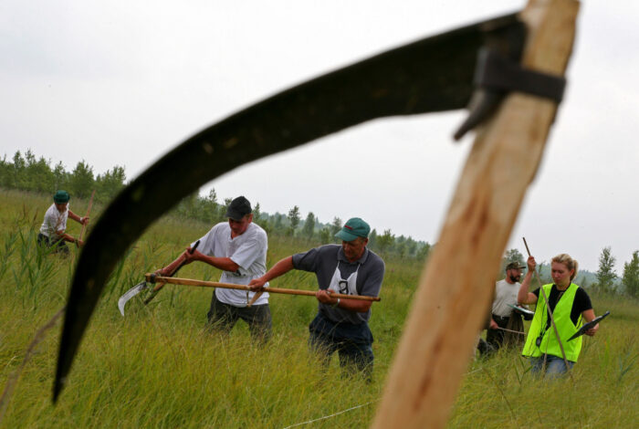 leśne sianokosy, bieszczady, Edward Marszałek, Lasy Państwowe w Krośnie, podkarpacie, populacja żubrów