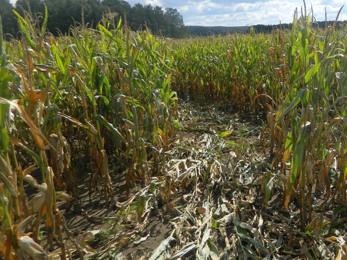 łowiectwo, szacowanie szkód łowieckich, szkody łowieckie, szkody w uprawach, sołectwa, polski związek łowiecki