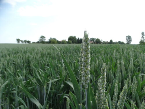 wojna w Ukrainie, eksport ziarna, produkcja zbóż, bezpieczeństwo żywnościowe