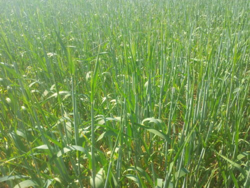 burza piaskowa, susza, rolnictwo, susza rolnicza, rzepak, uprawa