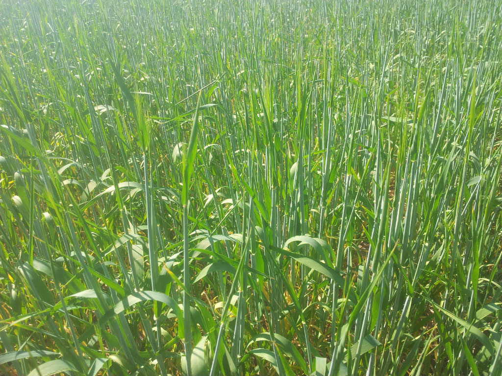 burza piaskowa, susza, rolnictwo, susza rolnicza, rzepak, uprawa