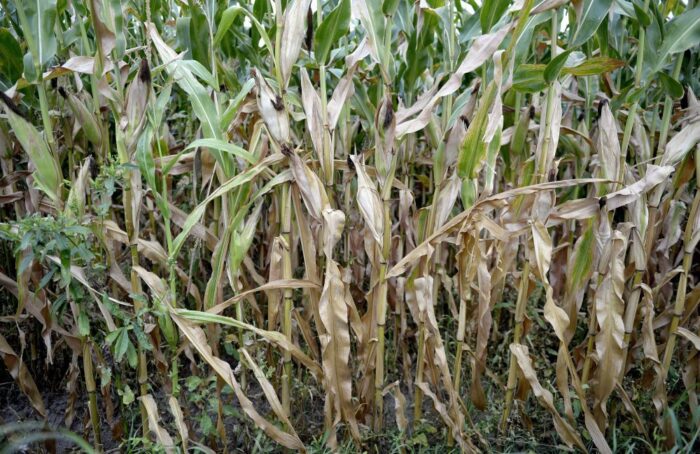 susza rolnicza, jacek sasin, rada ministrów, niedobór wody,