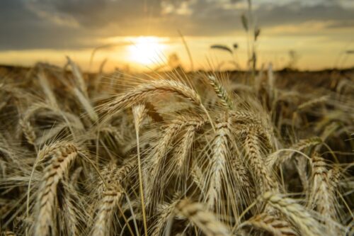 susza rolnicza, świętokrzyskie, Jerzy Pośpiech, Świętokrzyski Ośrodek Doradztwa Rolniczego w Modliszewicach