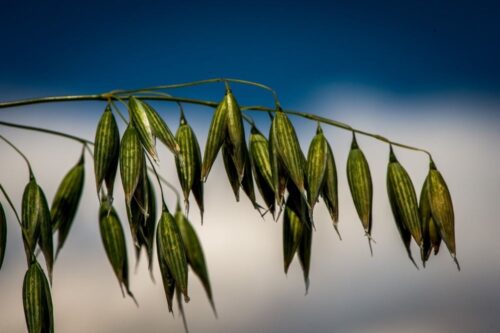 susza, zboża, straty w uprawach, MRiRW, susza 2018