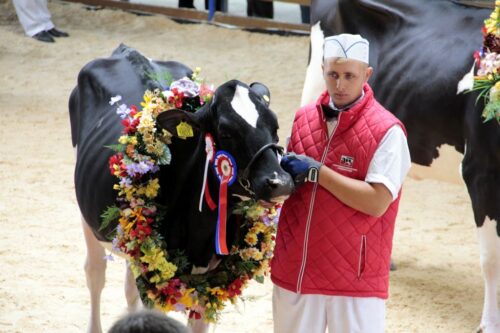 Szepietowo, wystawa, bydło, targi