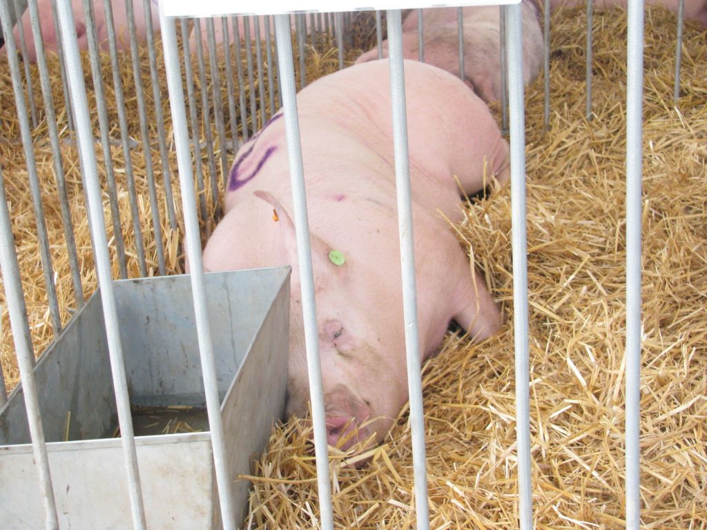 Świętokrzyska Izba Rolnicza, produkcja trzody chlewnej, walka z asf w polsce, program bioasekuracji, hodowla świń