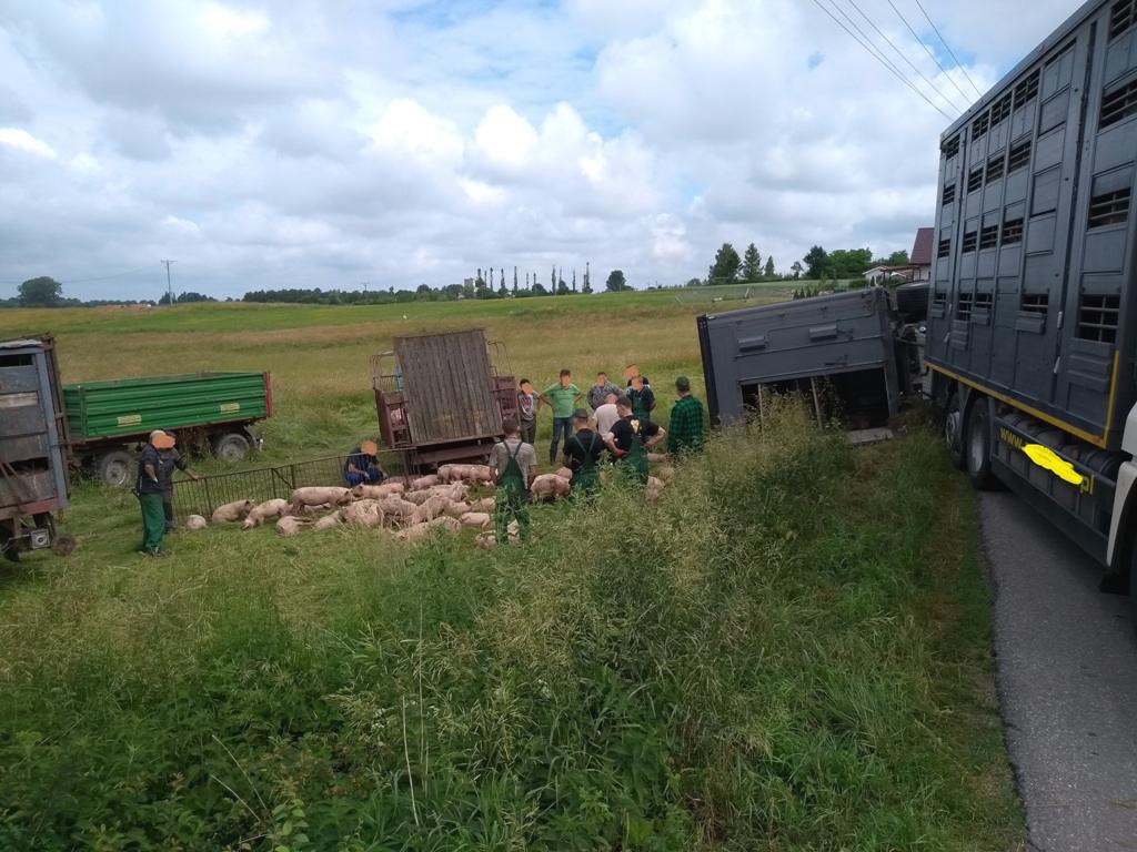 wypadek, trzoda chlewna, świnie, wypadek transportu świń