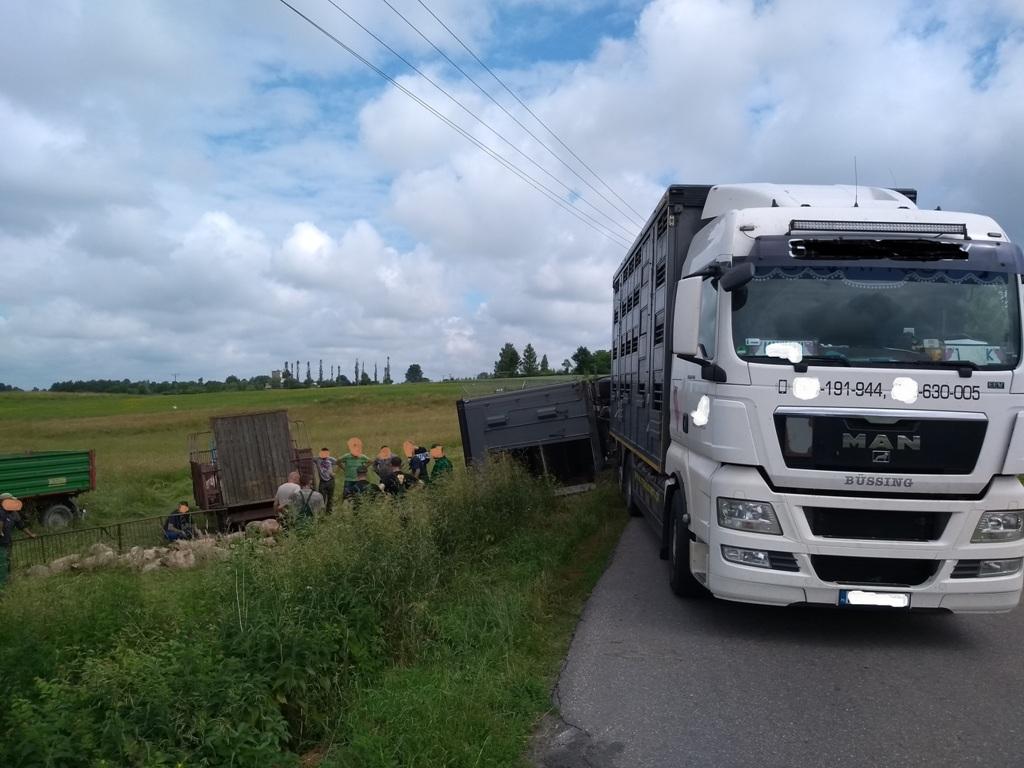 wypadek, trzoda chlewna, świnie, wypadek transportu świń