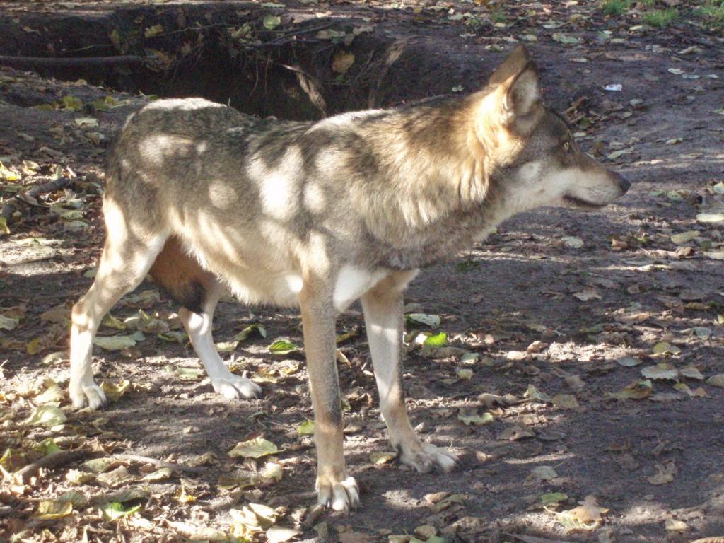 wilki, zabicie wilka, wyrok sądu, kara za zabicie wilka, sąd, grzywna, więzienie
