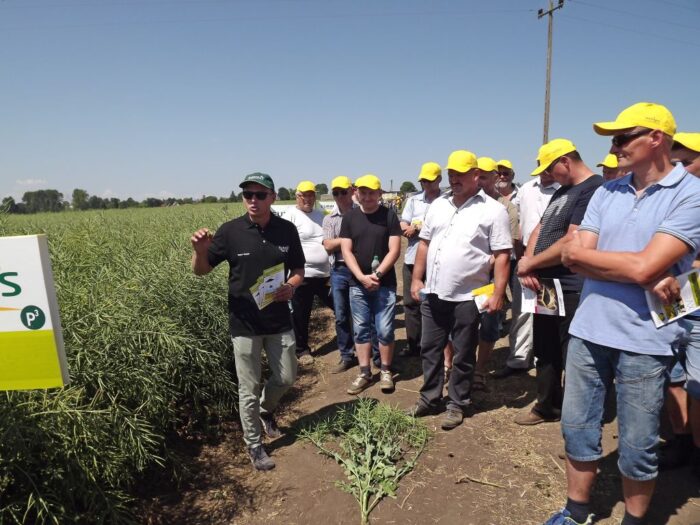 rzepakowe pola w wiszniowie, gmina Mircze, powiat hrubieszowski, lubelszczyzna
