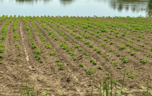 susza, Kalifornia, Stany Zjednoczone