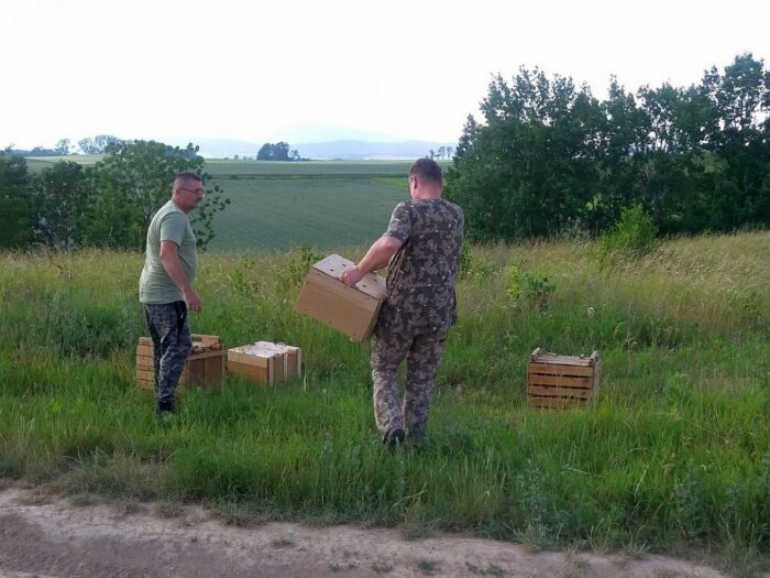 dolny śląsk, odbudowa populacji zajęcy, zające, koła łowieckie, myśliwi, WFOŚiGW Wrocław