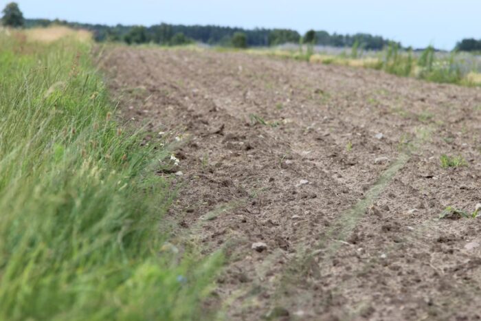 zboża, cykl konferencji, Polskie zboża - najlepsza i bezpieczna żywność