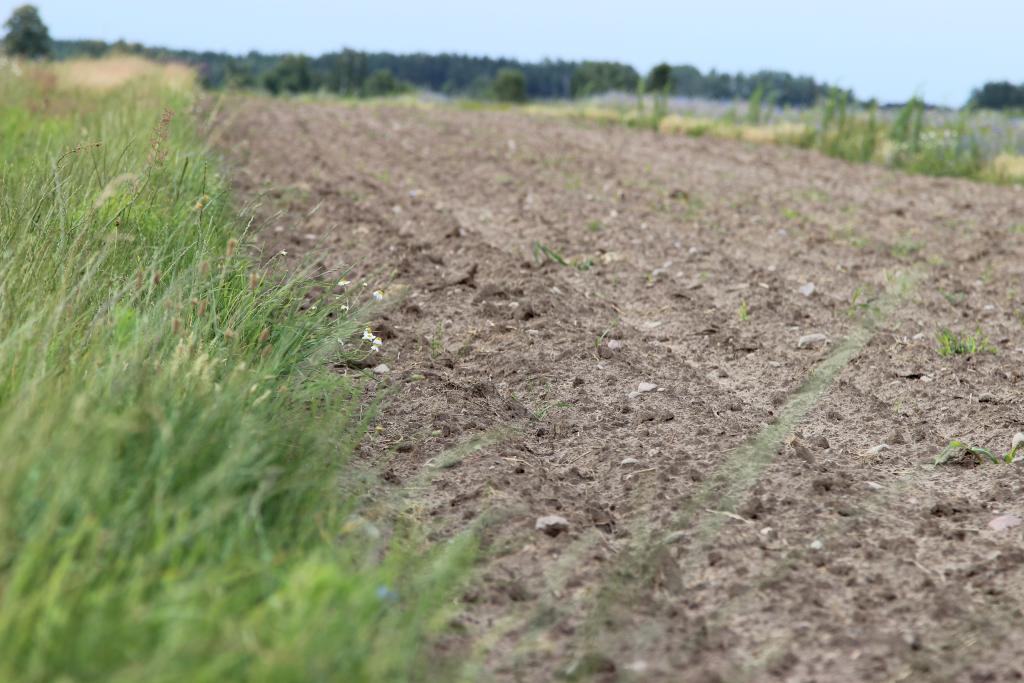 zboża, cykl konferencji, Polskie zboża - najlepsza i bezpieczna żywność