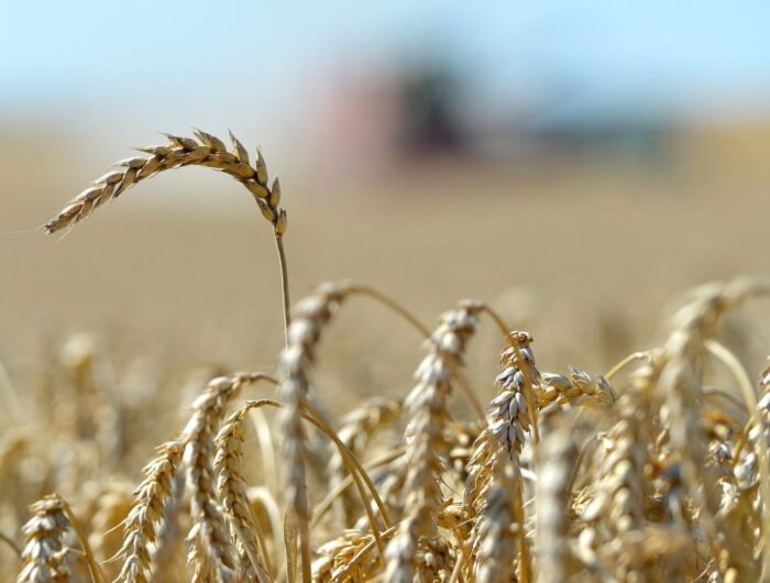żniwa, zboża, rynek zbóż, żniwa, zbiory żniw, GUS, dane dotyczące rynku zbóż