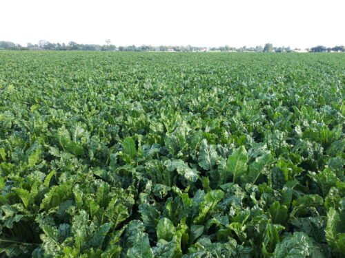 buraki cukrowe, cukier, produkcja, uprawa buraków, ministserstwo rolnictwa, Krzysztof Jurgiel