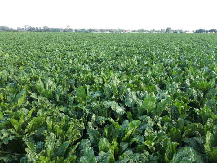 buraki cukrowe, cukier, produkcja, uprawa buraków, ministserstwo rolnictwa, Krzysztof Jurgiel