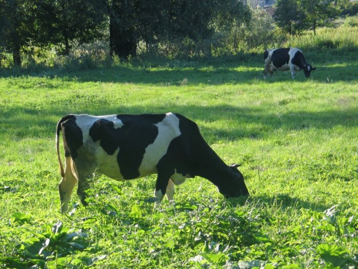 bydło, kradzież bydła, policja, podlaskie, kradzież krowy, Mońki